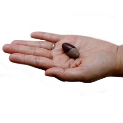 One Inch Lingam - 3 Stones