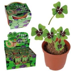 LUCKY CLOVER IN VASO DE PLASTIC TRIFOI 4 FOZE KIT