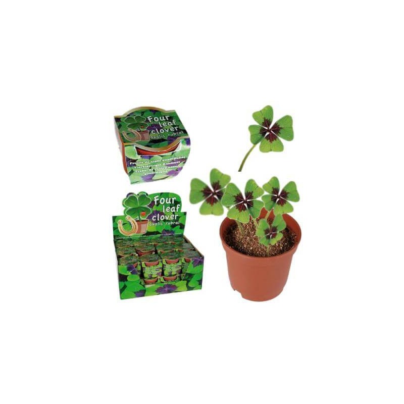 LUCKY CLOVER IN VASO DE PLASTIC TRIFOI 4 FOZE KIT-PARDOSELE-HOSTENATURA