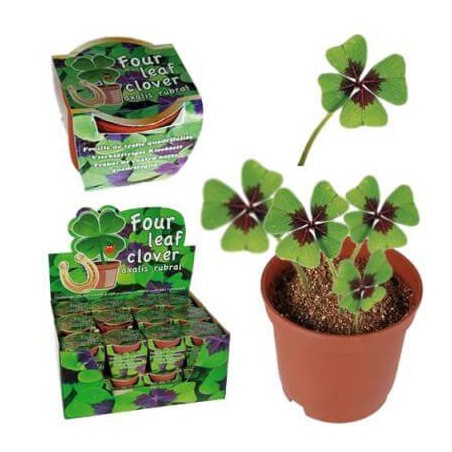 LUCKY CLOVER IN PLASTIC POT CLOVER 4 LEAVES KIT