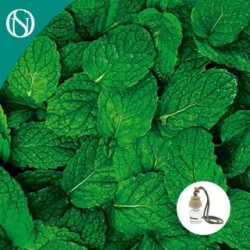 AMBIENTADOR COTXE MENTA ARTESÀ PRIMERA QUALITAT 7ml Aroma a Menta Tap de Fusta