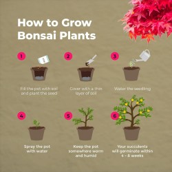 BONSAI STARTER KIT - 4 DIFFERENT TYPES - GROW YOUR BONSAI - GROW BUDDHA