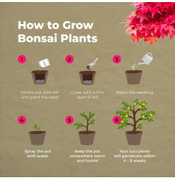 KIT INICIO BONSAI - 4 TIPOS DIFERENTES - CULTIVA TU BONSAI - GROW BUDDHA