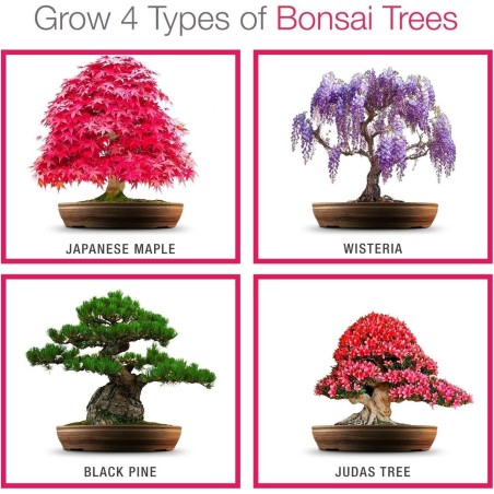 KIT INICIO BONSAI - 4 TIPOS DIFERENTES - CULTIVA TU BONSAI - GROW BUDDHA