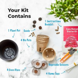 BONSAI STARTKIT - 4 VERSCHILLENDE SOORTEN - KWEEK JE BONSAI - KWEEK BOEDDHA