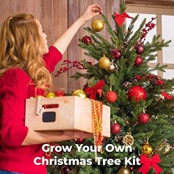 BAUE DEINEN WEIHNACHTSBAUM STARTER KIT AN - GROW BUDDHA