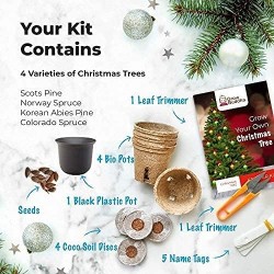 BAUE DEINEN WEIHNACHTSBAUM STARTER KIT AN - GROW BUDDHA