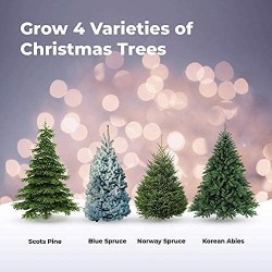 BAUE DEINEN WEIHNACHTSBAUM STARTER KIT AN - GROW BUDDHA