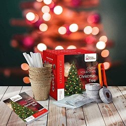 GROW YOUR CHRISTMAS TREE STARTER KIT - GROW BUDDHA