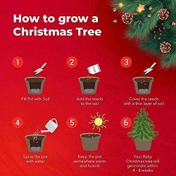 BAUE DEINEN WEIHNACHTSBAUM STARTER KIT AN - GROW BUDDHA