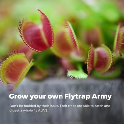 KIT JARDINAGEM - VÊNUS FLYTRAP - PLANTA CARNÍVORA - GROW BUDDHA