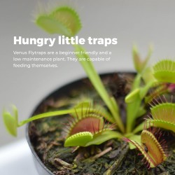 KIT DA GIARDINAGGIO - VENUS FLYTRAP - PIANTA CARNIVORA - COLTIVA BUDDHA