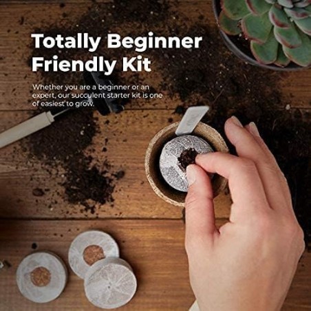 GARDENING KIT - SUCCULENTS - GROW BUDDHA