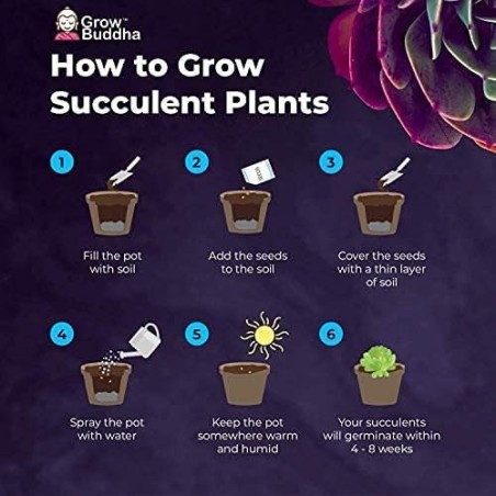 KIT JARDINERIA - SUCULENTAS - GROW BUDDHA