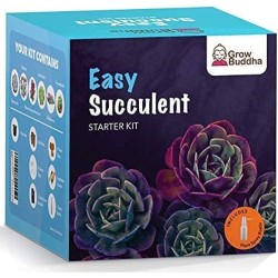 KIT DE JARDINAGE - SUCCULENTES - GROW BUDDHA