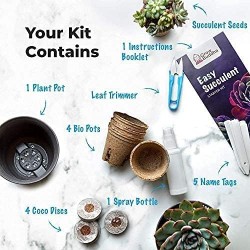 KIT DE JARDINAGE - SUCCULENTES - GROW BUDDHA