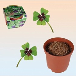 LUCKY CLOVER W PLASTIKOWEJ DONICZCE ZESTAW 4-LIŚCIOWEJ KONICZYNY