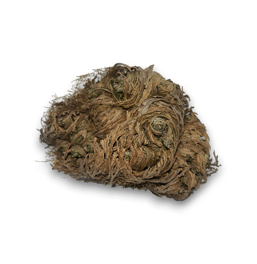 Rose of Jericho Plant of Fortune and Prosperity