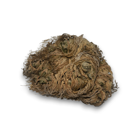 Rosa de Jericó Planta de la Fortuna y la Prosperidad