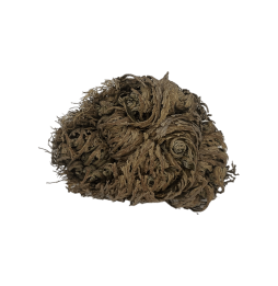Rose of Jericho Plant of Fortune and Prosperity