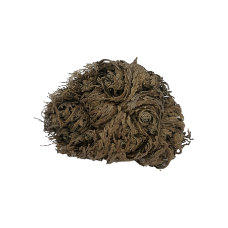 Rosa de Jericó Planta de la Fortuna y la Prosperidad