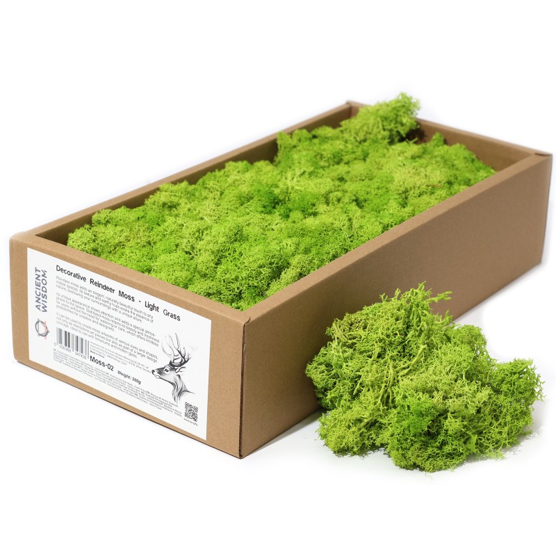 Musgo de Reno Verde Claro para decoración - 500gr.-Reindeer Moss for Decoration-HOSTENATURA