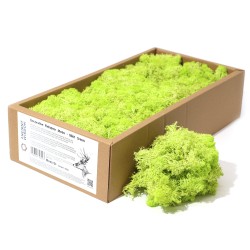 Musgo de Rena Menta para decoração - 500gr.