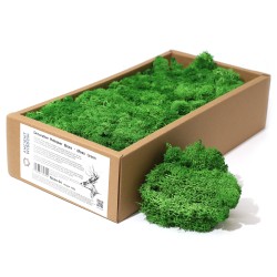 Green Reindeer Moss for decoration - 500gr.