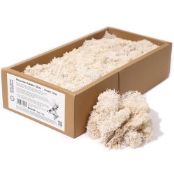 Musgo de reno de cor natural para decoración - 500gr.