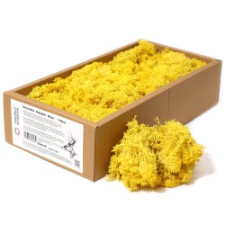 Yellow Reindeer Moss for decoration - 500gr.