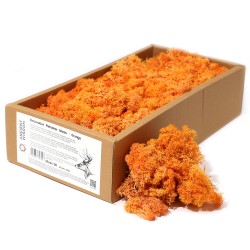 Orange Reindeer Moss for decoration - 500gr.