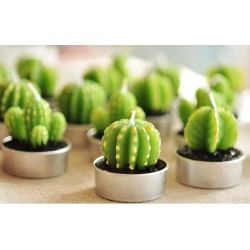 Juego de 6 Tealights Cactus Barril en Caja de Regalo - 2