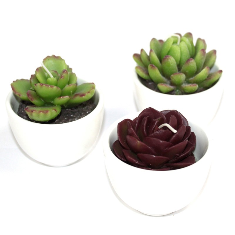 Big Pot Cactus Candles in Display Box (Assorted)-CACTUS SHAPED CANDLES-HOSTENATURA