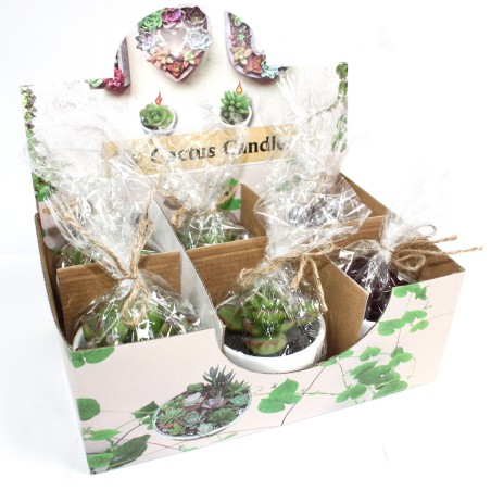Velas de cactus Big Pot en caja de exhibición (surtido)  - 2