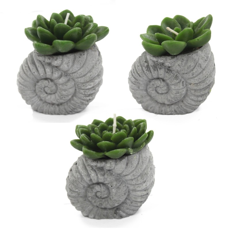 Bougies Cactus - Présentoir de pot de coquillages (asst)-BOUGIES EN FORME DE CACTUS-HOSTENATURA