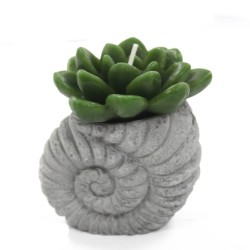 Velas de cactus - Pantalla Shell Pot (asst) - 2