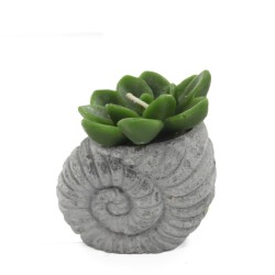 Velas de cactus - Pantalla Shell Pot (asst) - 3