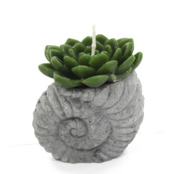 Velas de cactus - Pantalla Shell Pot (asst) - 4