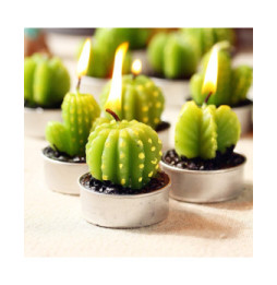 Juego de 6 Tealights de Cactus Suculentas en Caja de Regalo
