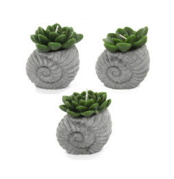 Velas de cactus - Pantalla Shell Pot (asst)