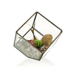 Terrario de Vidrio - Cubo en la Esquina