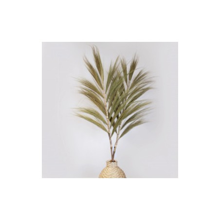 Palmera Natural de Rayung - 1.6m