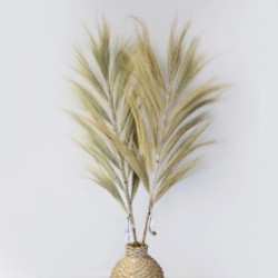 Rayungs blonde Palme - 1.6m