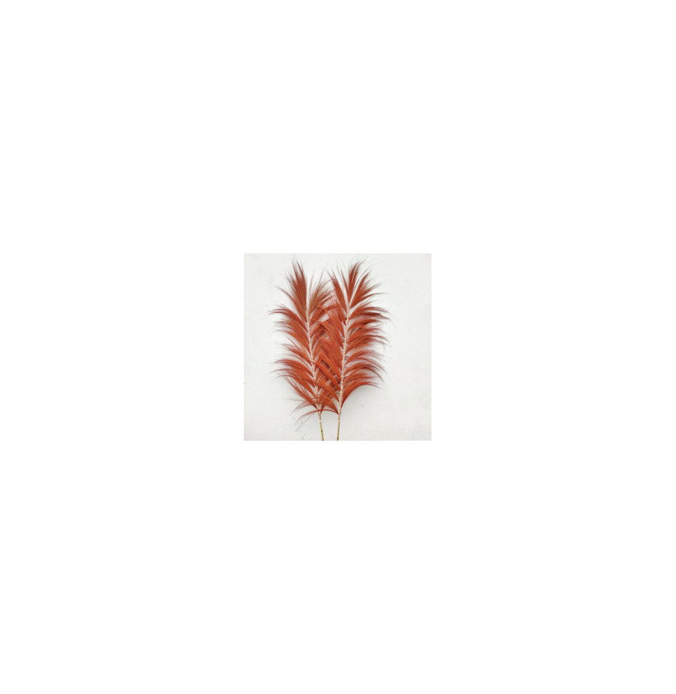 Palmera Coral de Rayung - 1.6m