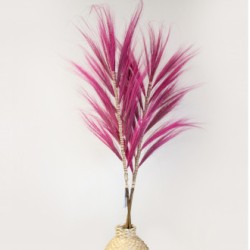 Pink Rayung Palm Tree- 1.6m