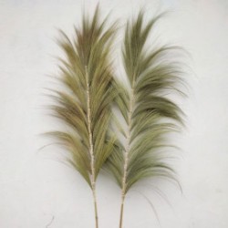 Natural Rayung Palm - 2m