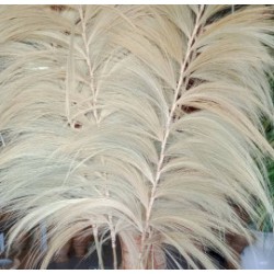 Palmier blond Rayung - 2m