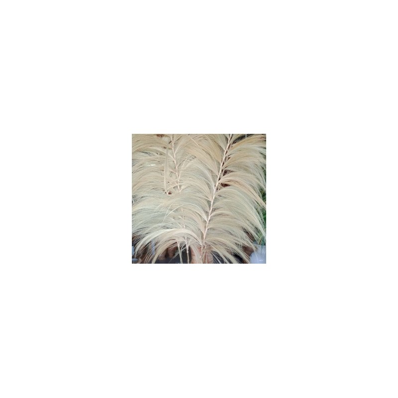 Rayung Blonde Palmboom - 2m-RAYUNG-PALM-HOSTENATURA