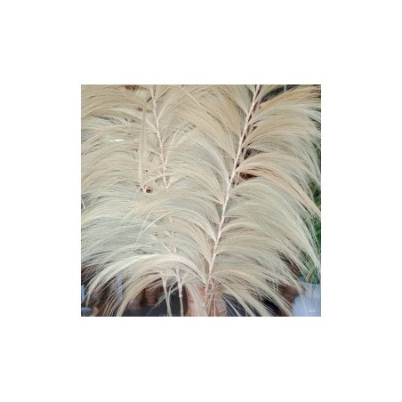 Rayungs blonde Palme - 2m