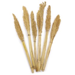 Bunch of Cantal Grass x 6- Natural